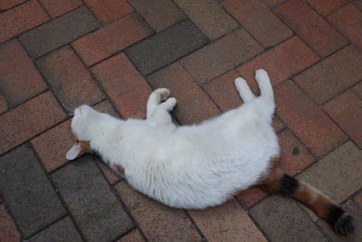 High angle view of cat on street