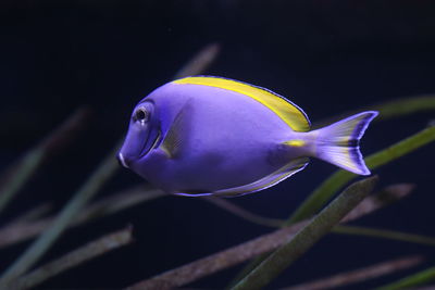 Close-up of fish swimming in sea