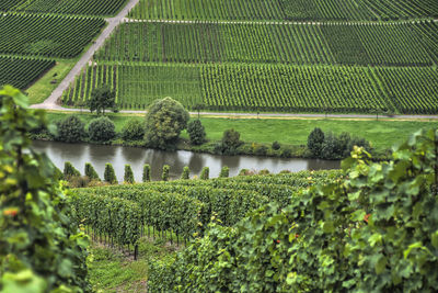 Weinberge along the mosel