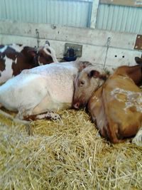 Close-up of cow in pen