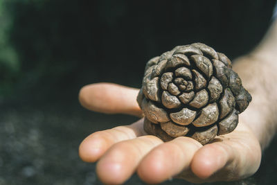 Close-up of hand holding pine cone