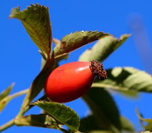 Close-up of cherries on tree