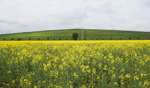 Scenic view of oilseed rape field against sky