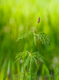 Close-up of insect on plant