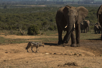 Elephants and jackal