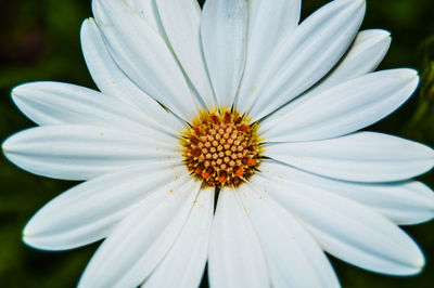 Close-up of fresh daisy flower