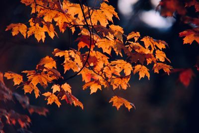 Close-up of autumnal leaves against blurred background