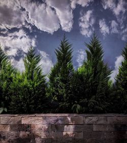 Palm trees against sky