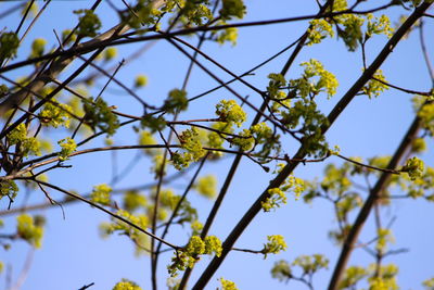 Low angle view of flowering tree against blue sky