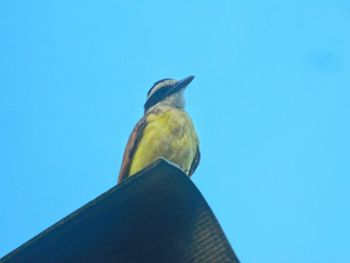 Low angle view of bird perching against clear blue sky