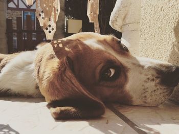 Close-up portrait of dog relaxing at home