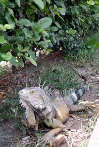 High angle view of lizard on field