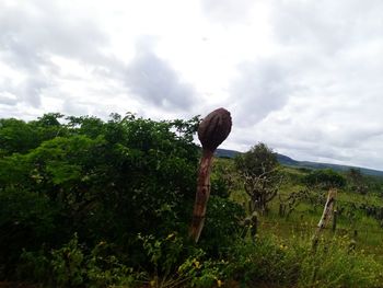 Trees growing on field against sky