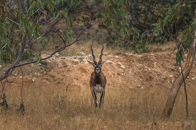 Portrait of deer standing on field