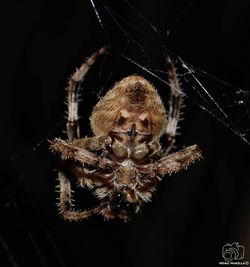 spider