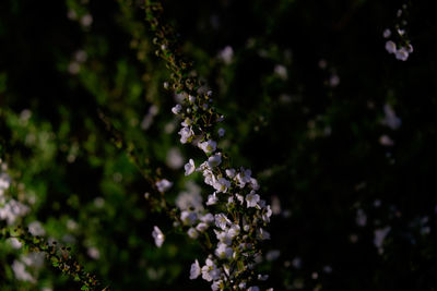 Close-up of pink flowers blooming on tree