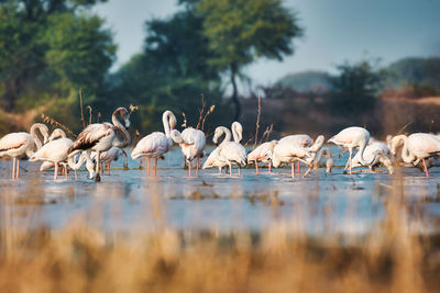 Lesser flamingos in a pond 