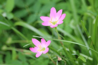 Close-up of pink flowers