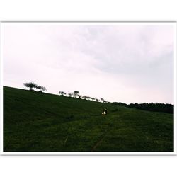 Sheep grazing on field against sky