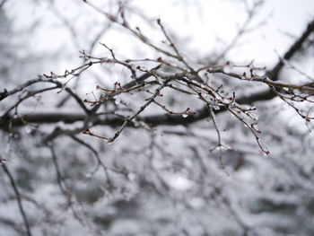 winter