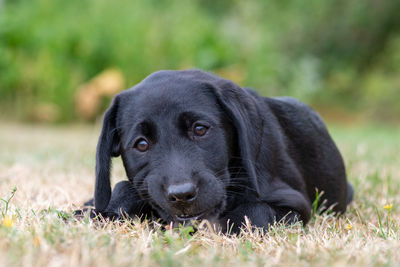 Portrait of an 11 week old black labrador relaxing on the grass
