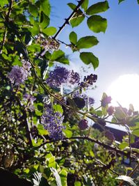 Low angle view of purple flowering plant against sky