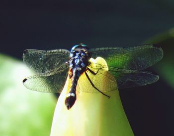 Close-up of insect