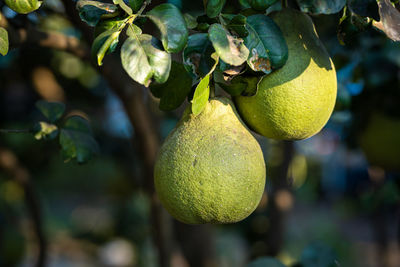 Close-up of fruits growing on tree