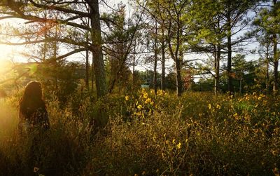 Plants on field in forest