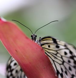 Close-up of butterfly perching on leaf