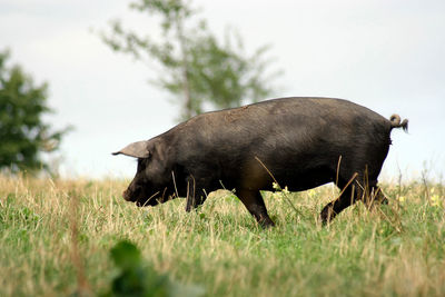 Gascon pig walking on a meadow on a summer day