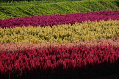 Scenic view of agricultural field