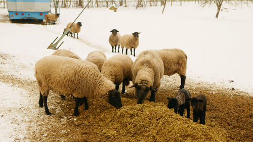 Sheep grazing on field