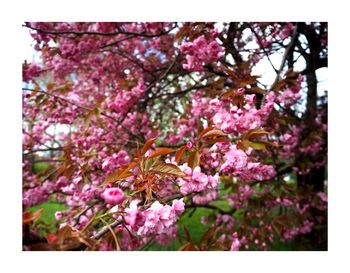 Close-up of pink flowers on tree