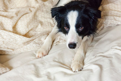 High angle view of dog resting on bed