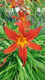 Close-up of day lily blooming outdoors