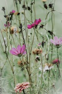 Close-up of pink flowers