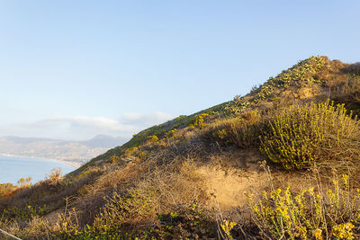 Plants growing on land against sky