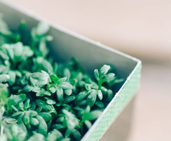 Close-up of wet leaves in container