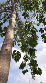 Low angle view of tree against sky