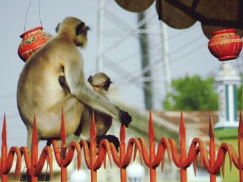 Low angle view of monkey hanging on clothesline