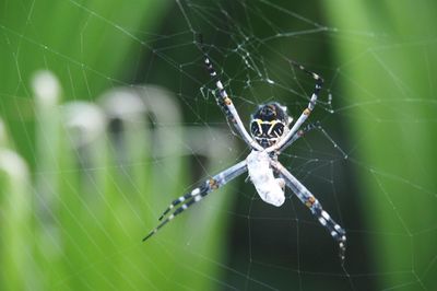 Close-up of spider on web