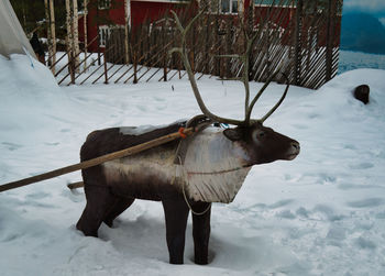 snow