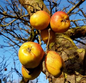 Fruits growing on tree