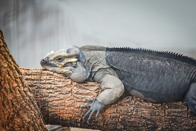 Close-up of lizard on rock