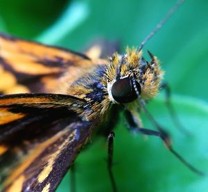 Close-up of insect on leaf