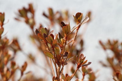 Close-up of plant