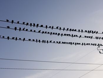 Low angle view of birds perching on cable against sky