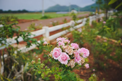 Close-up of pink roses on field