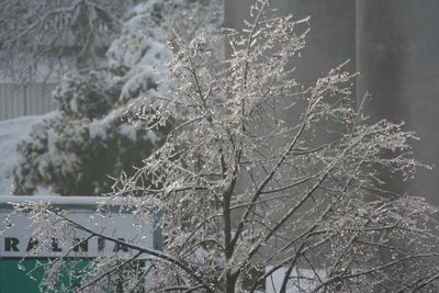 Close-up of snow on tree during winter